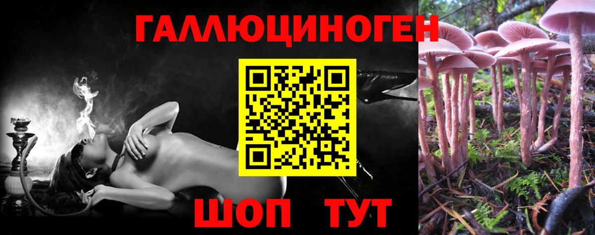 Псилоцибиновые грибы Psilocybe Каспийск